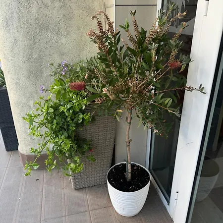 Apartament At Sunny Sunny Beach